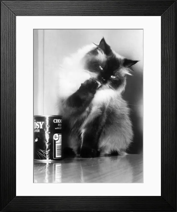 Framed Print : Animals - Cats. Toffee the Persian cat. September 1951 P000610 Framed Print : Animals - Cats. Toffee the Persian cat. September 1951 P000610