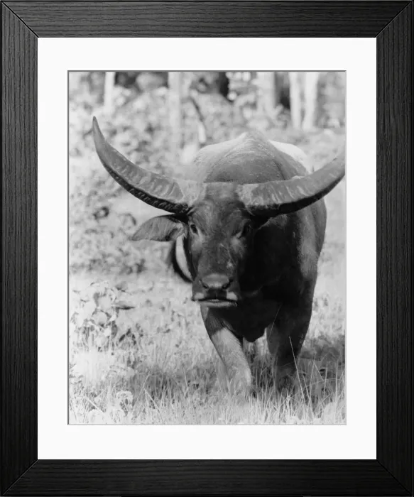 Framed Print : Animals - Buffalo. January 1988 P000411 Framed Print : Animals - Buffalo. January 1988 P000411