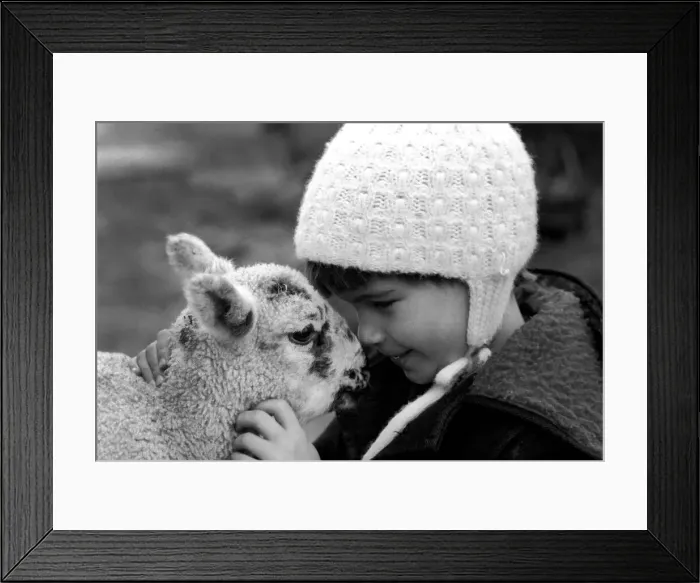 Framed Print : Children / Animals / Cute. Lamb and Child. December 1976 76-07533-012 Framed Print : Children / Animals / Cute. Lamb and Child. December 1976 76-07533-012