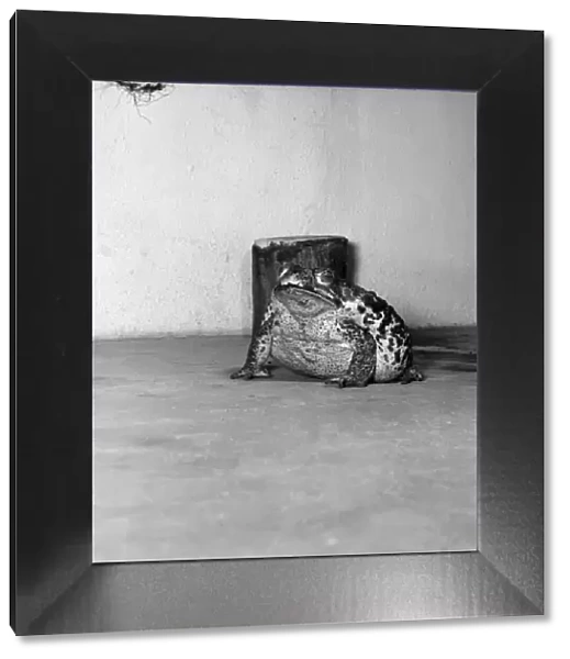 Animals: Cute. Zoo. Tree kangaroo and Toad. December 1975 75-06872-009