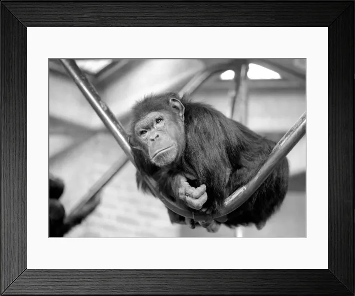 Framed Print : Zoo Animals: Chimp. December 1975 75-06831-006 Framed Print : Zoo Animals: Chimp. December 1975 75-06831-006