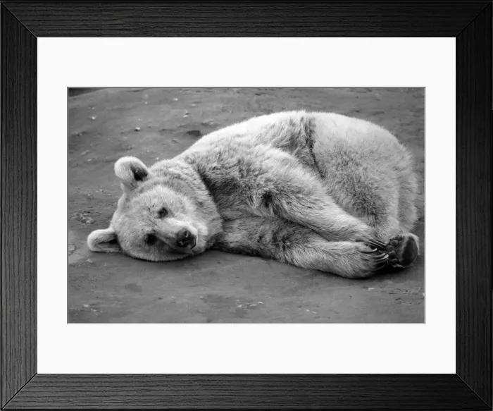 Framed Print : Zoo Animals: Bear. December 1975 75-06831-004 Framed Print : Zoo Animals: Bear. December 1975 75-06831-004