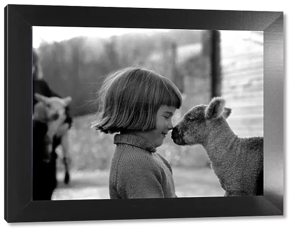 Animal  /  cute  /  child. Little girl and lambs. December 1975 75-06826-001