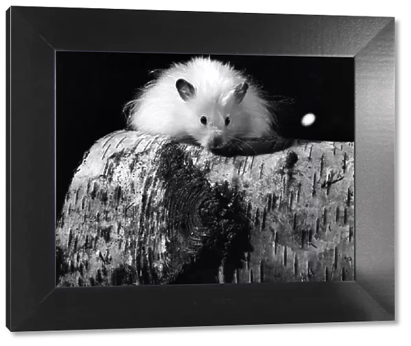 Animal: Cute: Long Haired Hamster. March 1975 75-01568