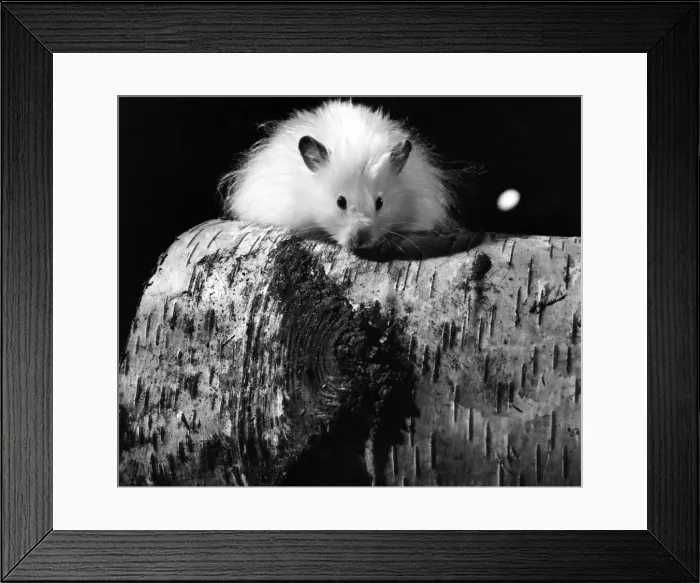Framed Print : Animal: Cute: Long Haired Hamster. March 1975 75-01568