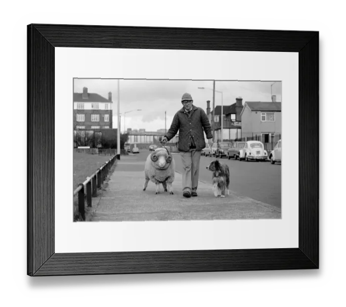 Framed Print : Animals: Humour: Nell the sheepdog takes Arnold the ram for his walkies Framed Print : Animals: Humour: Nell the sheepdog takes Arnold the ram for his walkies