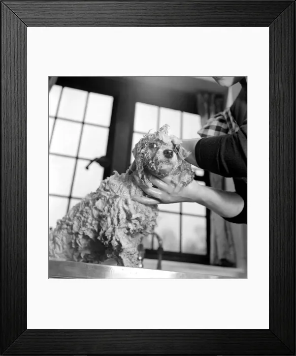 Framed Print : Bath night for Tommy'the miniature poodle is something of an endurance test Framed Print : Bath night for Tommy'the miniature poodle is something of an endurance test