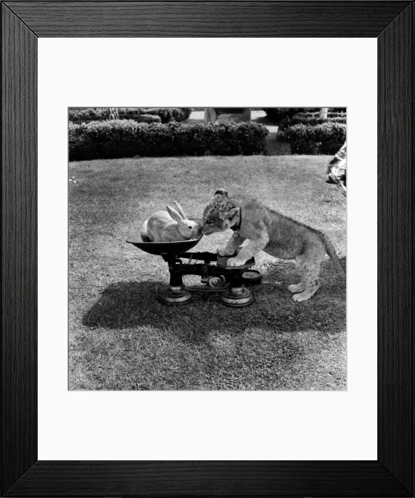 Framed Print : Lion cub and rabbit at Chessington Zoo. June 1953 D3375 Framed Print : Lion cub and rabbit at Chessington Zoo. June 1953 D3375