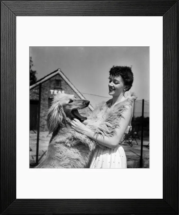 Framed Print : Woman with Afghan Hound. June 1953 D3358 Framed Print : Woman with Afghan Hound. June 1953 D3358