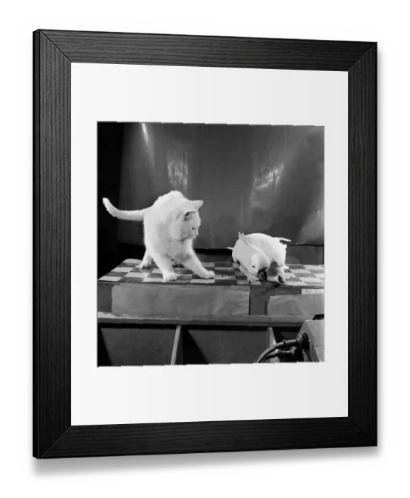 Framed Print : Parrot and cat. Feburary 1953 D795-002 Framed Print : Parrot and cat. Feburary 1953 D795-002