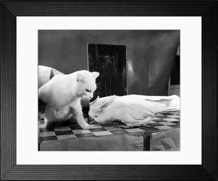 Framed Print : Parrot and cat. Feburary 1953 D795-004