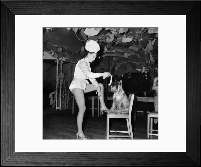 Framed Print : Chorus Girl tempts dog with sausages. D748-002