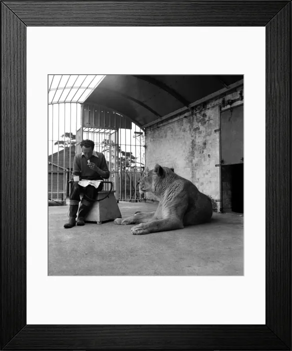Framed Print : Whats for dinner? Keeper D. G. Benson lunches in Simba the lionesses Cage