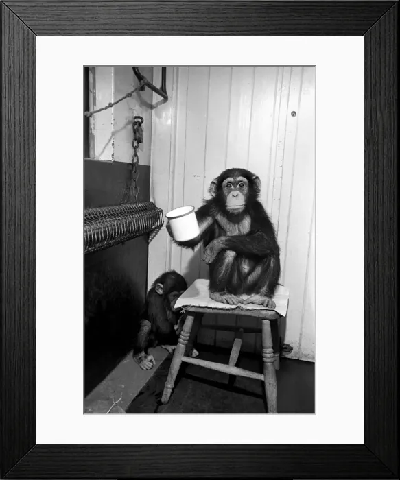 Framed Print : Fifi the 3 year old now knows how to hold her cup without dropping it sitting on a stool Framed Print : Fifi the 3 year old now knows how to hold her cup without dropping it sitting on a stool