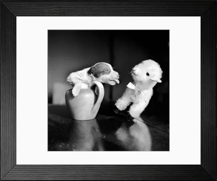 Framed Print : Poppy the puppy and the toy lamb. March 1953 D1172-001 Framed Print : Poppy the puppy and the toy lamb. March 1953 D1172-001