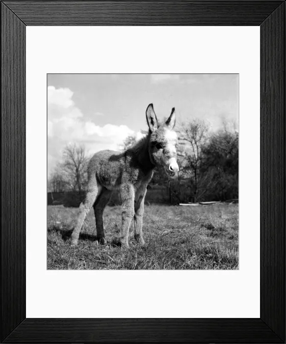 Framed Print : Pygmy donkey at Whipsanade zood. April 1953 D1890 Framed Print : Pygmy donkey at Whipsanade zood. April 1953 D1890