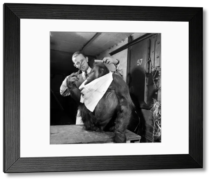 Framed Print : Bad hair day. Orangutan seen here at the hairdressers. March 1953 D1219-002 Framed Print : Bad hair day. Orangutan seen here at the hairdressers. March 1953 D1219-002