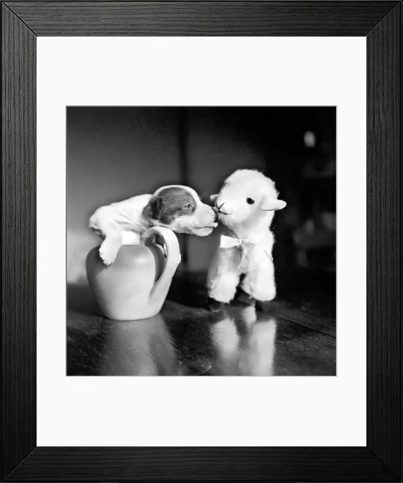 Framed Print : Poppy the puppy and the toy lamb. March 1953 D1172