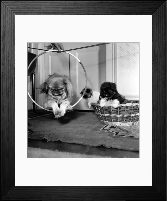Framed Print : Jumping through hoops. Fay the Pekingese doing her tricks in front of her 8 weeks Framed Print : Jumping through hoops. Fay the Pekingese doing her tricks in front of her 8 weeks