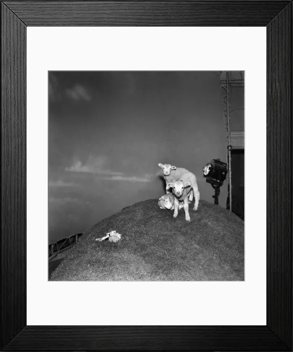 Framed Print : Actress Jean Simmons with Lambs. October 1948 O15147-002 Framed Print : Actress Jean Simmons with Lambs. October 1948 O15147-002