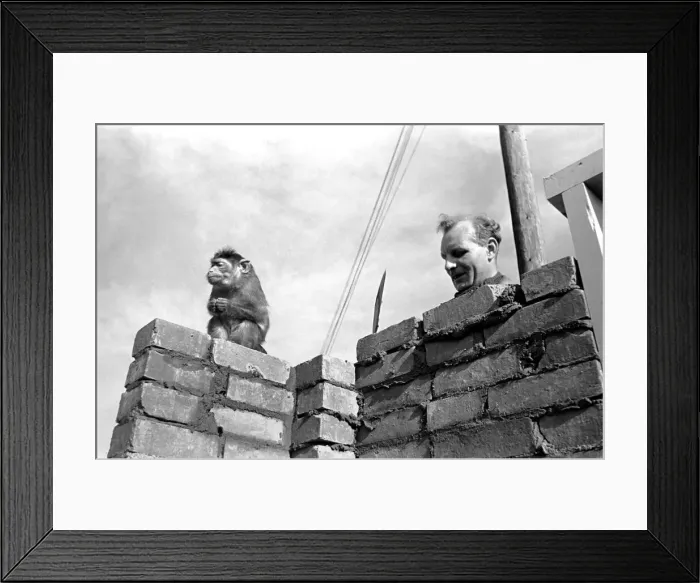 Framed Print : Indian Monkey watches a brickie lay down a course of bricks. Chessington Zoo Framed Print : Indian Monkey watches a brickie lay down a course of bricks. Chessington Zoo