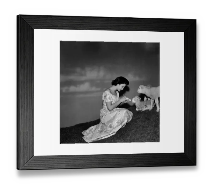 Framed Print : Actress Jean Simmons with Lambs. October 1948 O15147 Framed Print : Actress Jean Simmons with Lambs. October 1948 O15147
