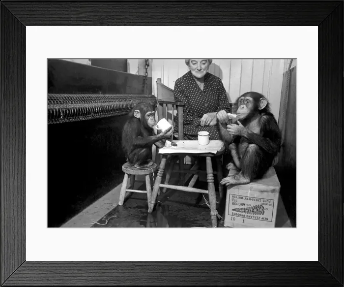 Framed Print : The Chimps going through their training today. March 1953 D1170-001 Framed Print : The Chimps going through their training today. March 1953 D1170-001
