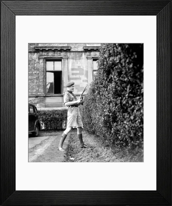 Framed Print : Bob-a-job week April 1953. John Jackson, boy scout seen here cutting the hedge of Framed Print : Bob-a-job week April 1953. John Jackson, boy scout seen here cutting the hedge of