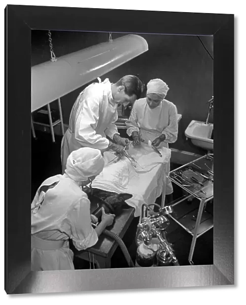 RSPCA Hospital. A dog undergoes an emergency operation. December 1948 O16091-004