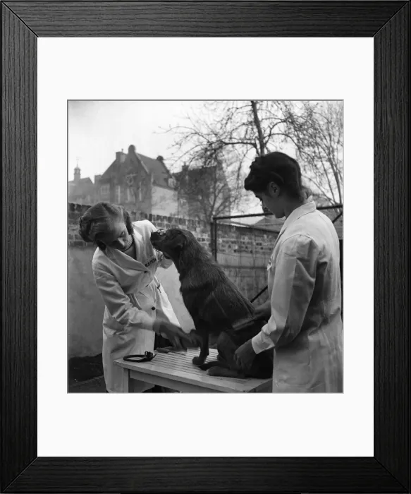 Framed Print : RSPCA Hospital. Vet check on a dog one of the patients at the hospital Framed Print : RSPCA Hospital. Vet check on a dog one of the patients at the hospital