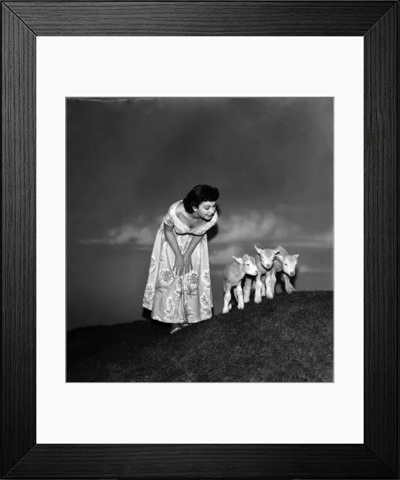 Framed Print : Actress Jean Simmons with Lambs. October 1948 O15147-009 Framed Print : Actress Jean Simmons with Lambs. October 1948 O15147-009