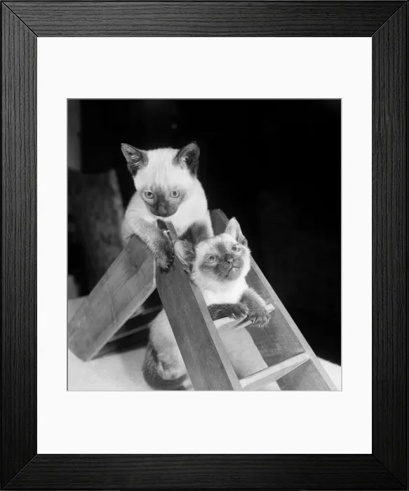 Framed Print : Siamese kittens playing on a small pair of step ladders Framed Print : Siamese kittens playing on a small pair of step ladders