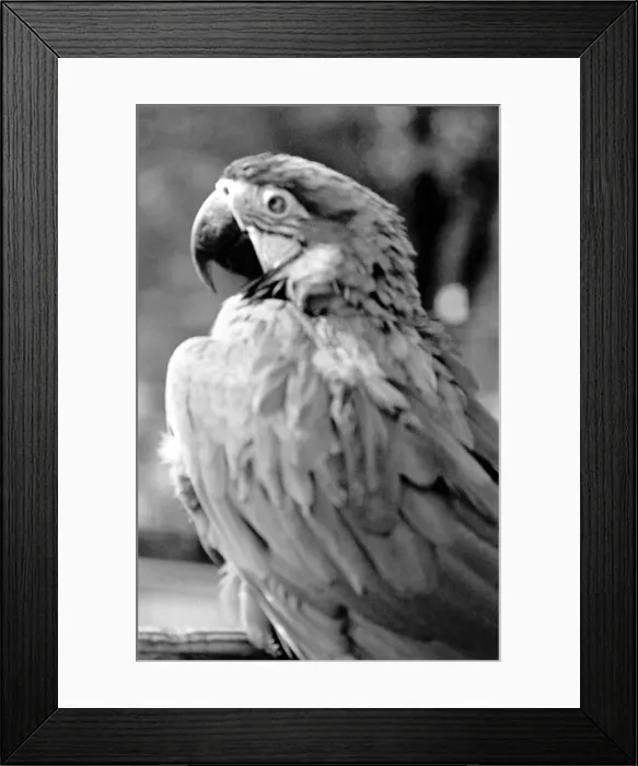 Framed Print : Zoo Animals. Parrot at London Zoo. August 1936 OL301J-003