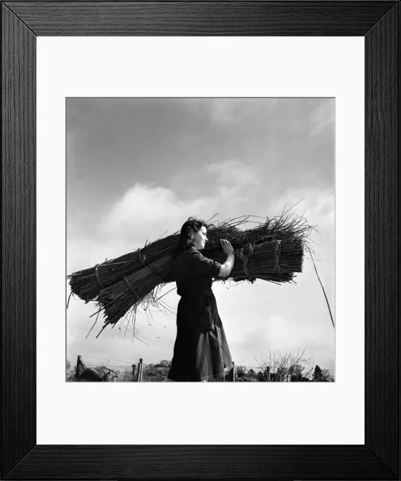 Framed Print : Woman gathering rushes at Billingford Mill. April 1947 O7524 Framed Print : Woman gathering rushes at Billingford Mill. April 1947 O7524