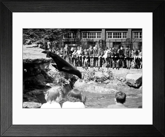 Framed Print : Sea Lions performing London Zoo. October 1937 OL307N Framed Print : Sea Lions performing London Zoo. October 1937 OL307N
