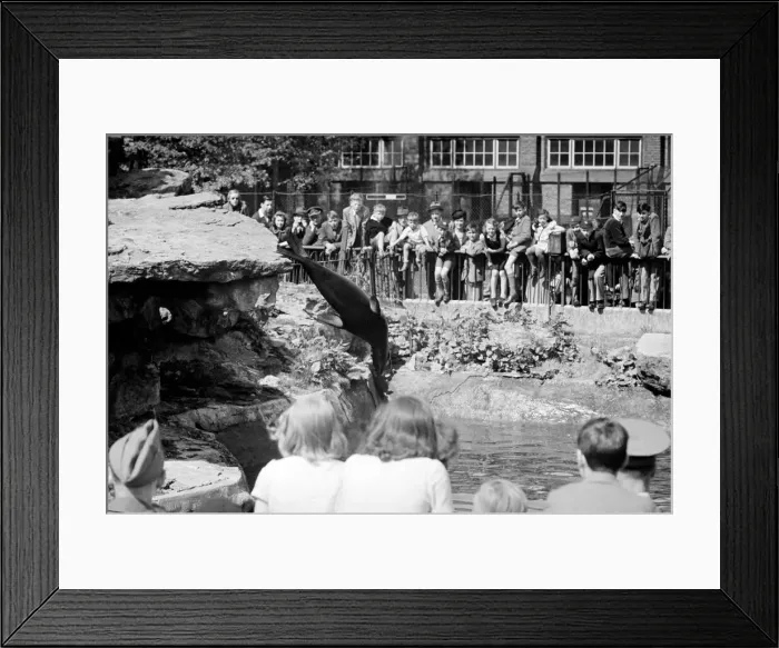 Framed Print : Sea Lions performing London Zoo. October 1937 OL307N-004