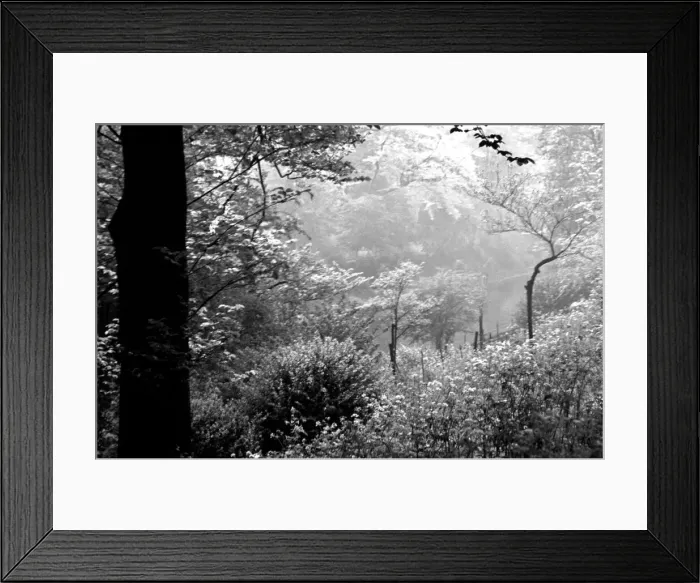 Framed Print : A forest scene in the Home Counties. Trees. August 1936 OL301J Framed Print : A forest scene in the Home Counties. Trees. August 1936 OL301J