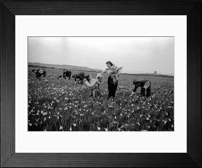 Framed Print : Girls Picking Flowers in the fields Scilly Isles. March 1947 O7140-003 Framed Print : Girls Picking Flowers in the fields Scilly Isles. March 1947 O7140-003