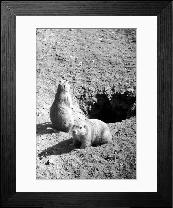 Framed Print : Marmots at London Zoo. October 1939 OL307M Framed Print : Marmots at London Zoo. October 1939 OL307M