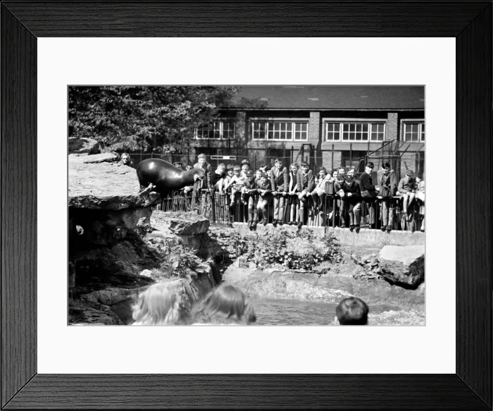 Framed Print : Sea Lions performing London Zoo. October 1937 OL307N-001 Framed Print : Sea Lions performing London Zoo. October 1937 OL307N-001