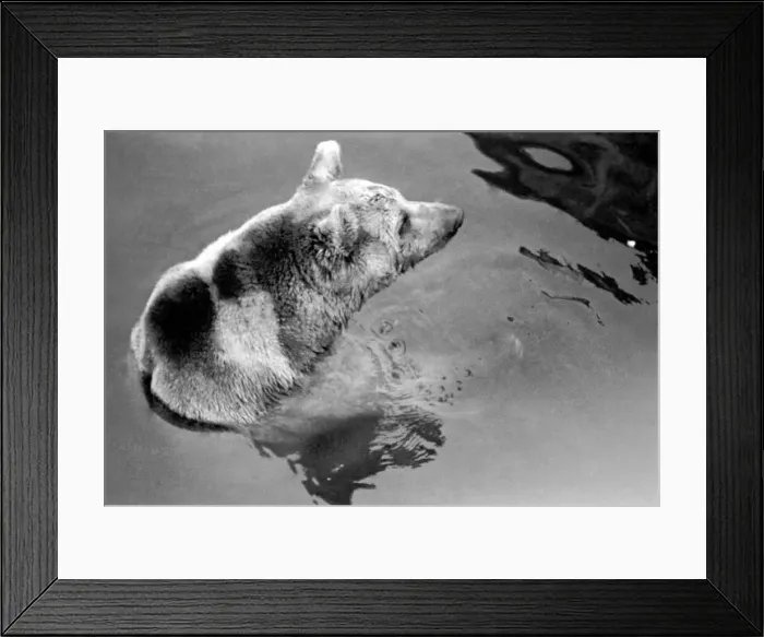 Framed Print : Zoo Animals. Brown Bear takes a dip in the pool at London Zoo Framed Print : Zoo Animals. Brown Bear takes a dip in the pool at London Zoo