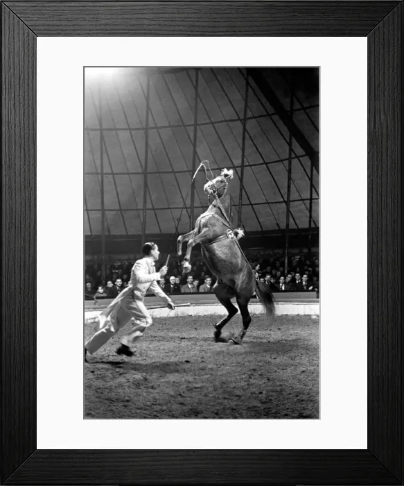 Framed Print : Bertram Mills Circus at Luton. April 1950 O23401-004 Framed Print : Bertram Mills Circus at Luton. April 1950 O23401-004
