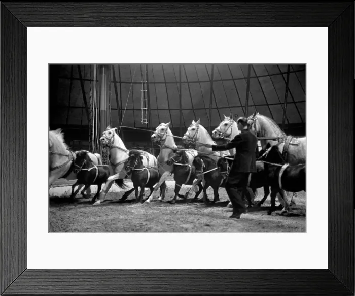 Framed Print : Bertram Mills Circus at Luton. April 1950 O23401-017 Framed Print : Bertram Mills Circus at Luton. April 1950 O23401-017