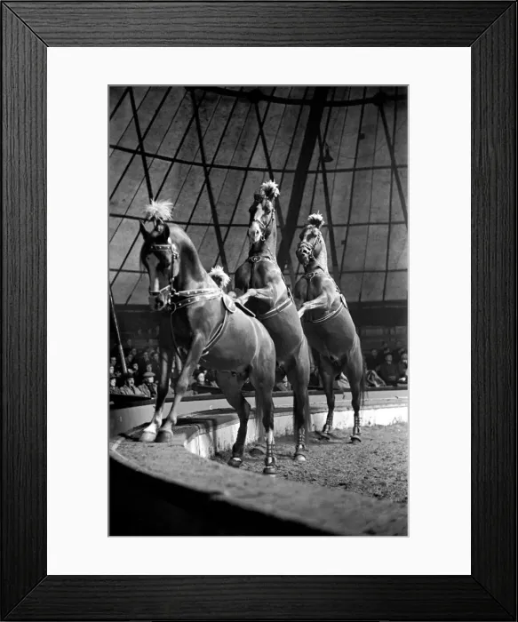 Framed Print : Bertram Mills Circus at Luton. April 1950 O23401-002 Framed Print : Bertram Mills Circus at Luton. April 1950 O23401-002