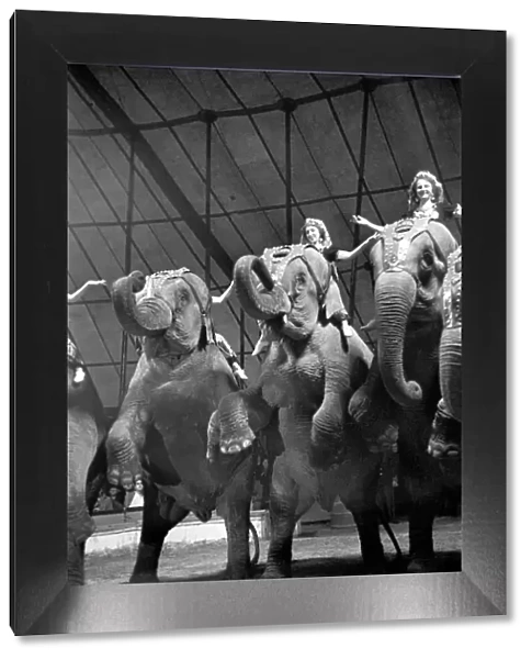 Bertram Mills Circus at Luton. April 1950 O23401-009