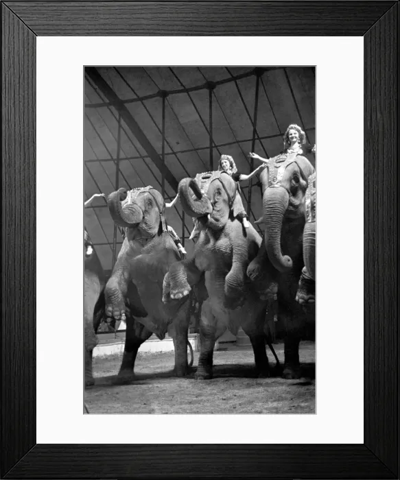 Framed Print : Bertram Mills Circus at Luton. April 1950 O23401-009