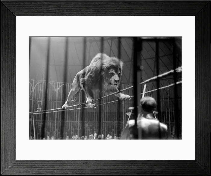 Framed Print : Bertram Mills Circus at Luton. April 1950 April 1950 O23401-010 Framed Print : Bertram Mills Circus at Luton. April 1950 April 1950 O23401-010
