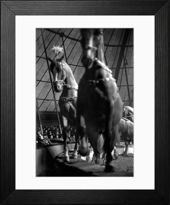 Framed Print : Bertram Mills Circus at Luton. April 1950 O23401-001 Framed Print : Bertram Mills Circus at Luton. April 1950 O23401-001