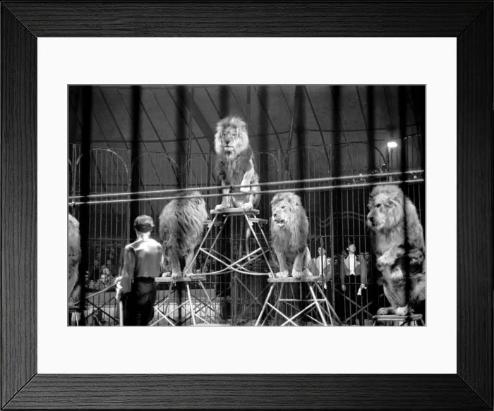 Framed Print : Bertram Mills Circus at Luton. April 1950 O23401-015 Framed Print : Bertram Mills Circus at Luton. April 1950 O23401-015