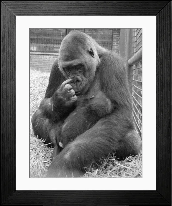 Framed Print : The largest collection of Gorillas in the world lives at Howletts Zoo near Canterbury Framed Print : The largest collection of Gorillas in the world lives at Howletts Zoo near Canterbury